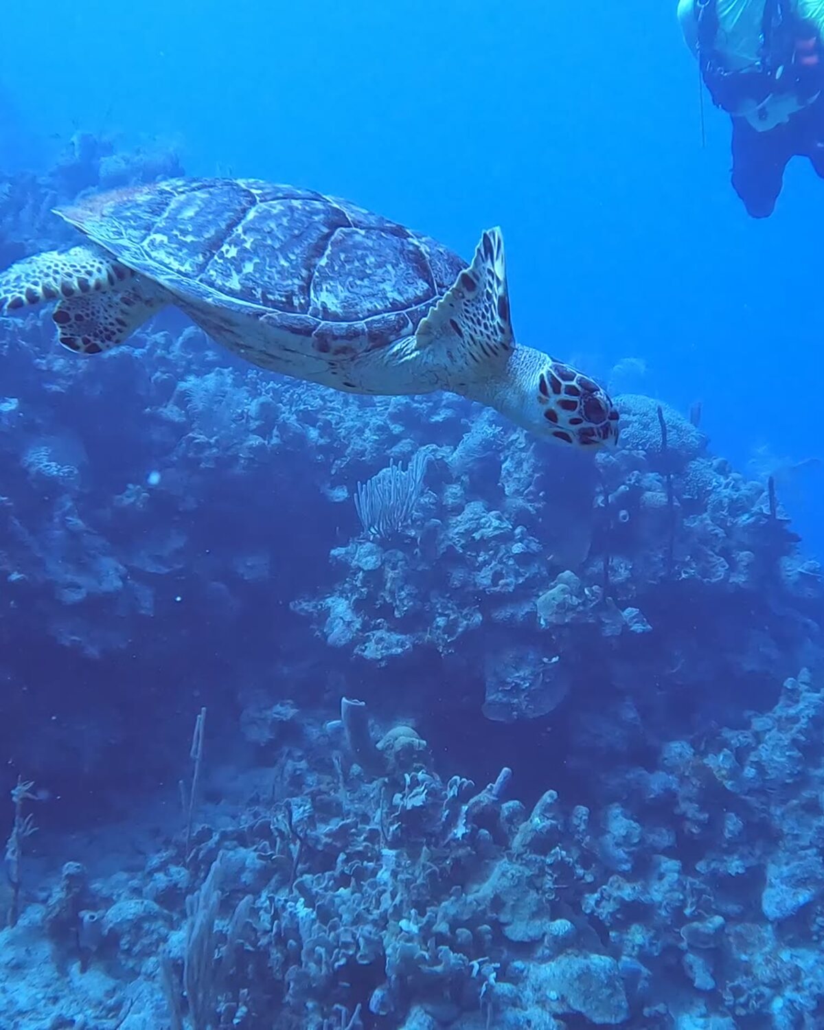 Diver gliding over a sunlit reef